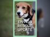 Envigo Rescue Update #shortsfeed