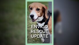 Envigo Rescue Update #shortsfeed