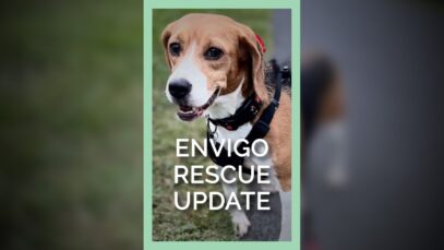 Envigo Rescue Update #shortsfeed