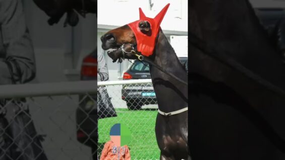 Horse racing is animal abuse