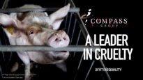 Lies, lies, lies: How Compass Group is failing pregnant pigs