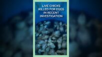 Live Chicks Killed for Eggs in Recent Investigation #shorts
