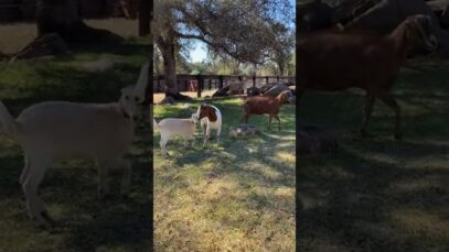 New goats meet the herd