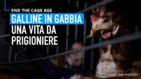 Nuove immagini della sofferenza delle galline in gabbia: è ora di porre fine a questa crudeltà