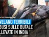 Nuove immagini: terribili abusi sulle bufale allevate per il loro latte in India