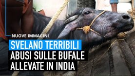 Nuove immagini: terribili abusi sulle bufale allevate per il loro latte in India