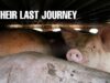 Pigs Died Painfully | The Long Road to the Slaughterhouse