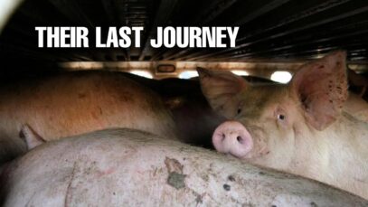 Pigs Died Painfully | The Long Road to the Slaughterhouse