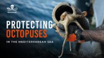 Protecting Octopuses in Italy for the Mediterranean Monk Seals