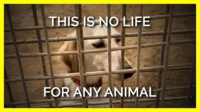 The Shocking Way These Dogs Live Will Break Your Heart