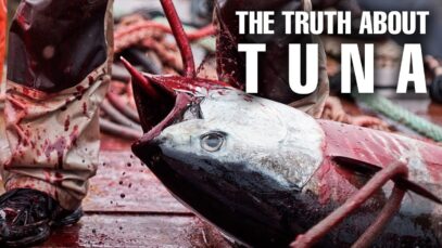 Tuna | The forgotten animal| Fishless oceans by 2050