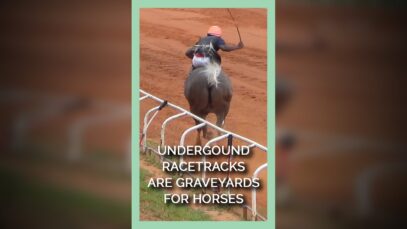 Underground Racetracks Are Graveyards for Horses