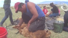 Монгол Улсын ноолуурын аж ахуй – дэлгэрэнгүй бичлэг
