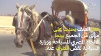 القسوة على الخيول في صناعة السياحة في مصر بلا نهاية