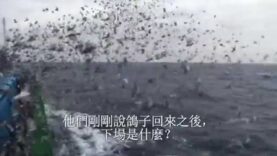台灣賽鴿產業揭露：數百萬隻鴿子喪命