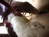 从未公开的视频：安哥拉兔毛产业揭露