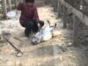 第一部分：皮草行業是怎樣殺死狐狸的？