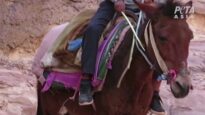 Animals Are Still Beaten at Petra, Jordan