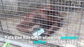 Animals Are Suffering at Pata Zoo