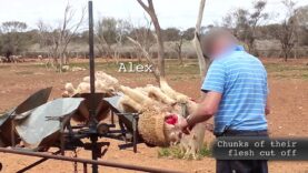 Another Australian Wool Operation Exposed