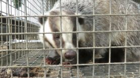 Badgers Bludgeoned for Makeup, Shaving, and Paint Brushes