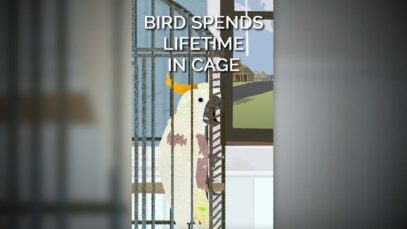 Bird Spends Lifetime Inside Cage #shortsfeed