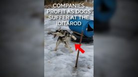 Brands Support Iditarod Where Countless Dogs Suffer & Die