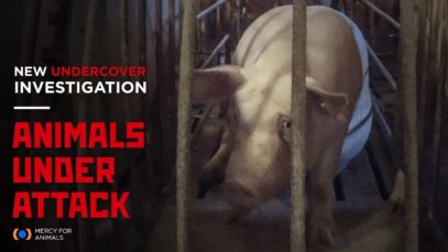 Breaking Investigation: Horrific Conditions Drive Mother Pigs Mad