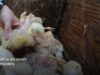 Chickens Ripped Apart While Still Alive at KFC Supplier in Japan