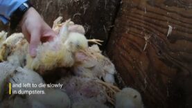 Chickens Ripped Apart While Still Alive at KFC Supplier in Japan