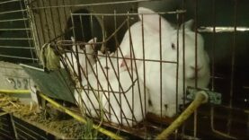 Chinese Fur Trade Skins Rabbits Alive