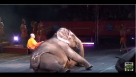 Circuses in 60 Seconds
