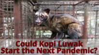 Civet Coffee (Kopi Luwak): The Next Pandemic Is Brewing