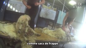 Cruauté extrême dans l’industrie de la laine en Angleterre