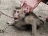Cruelty in Your Coconut Milk? PETA Investigation Reveals Exploited, Abused Monkeys