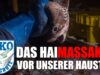 Das Haimassaker vor unserer Haustüre// SOKO Tierschutz e.V.
