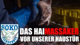 Das Haimassaker vor unserer Haustüre// SOKO Tierschutz e.V.