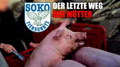 Das schmutzige Geschäft mit kranken Mutterschweinen// SOKO Tierschutz e.V.