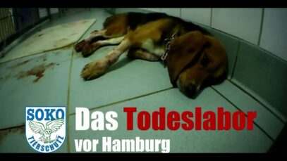 Das Todeslabor vor Hamburg – Hier vergiften sie Hunde // SOKO Tierschutz e.V.