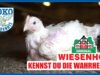 Das übliche Grauen in den Ställen von WIESENHOF // SOKO Tierschutz e.V.