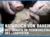 Der Albtraumstall des Bauernboss // SOKO Tierschutz e.V.