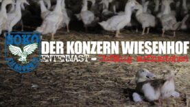 DER KONZERN WIESENHOF: Entenmast - Unfähig aufzustehen // SOKO Tierschutz e.V.