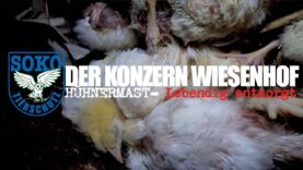 DER KONZERN WIESENHOF: Hühnermast – Lebendig entsorgt // SOKO Tierschutz e.V.