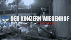 DER KONZERN WIESENHOF: Putenmast – Outtakes // SOKO Tierschutz e.V.