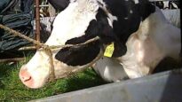 Die Bauern von nebenan - Das Schicksal der Downer-Kühe // SOKO Tierschutz e.V.