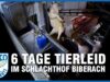 Die Familienmetzgerei: 6 Tage Tierleid im Schlachthof Biberach // SOKO Tierschutz e.V.