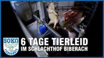 Die Familienmetzgerei: 6 Tage Tierleid im Schlachthof Biberach // SOKO Tierschutz e.V.
