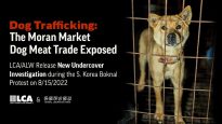 Dog Trafficking: The Moran Market Dog Meat Trade Exposed