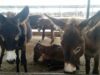 Donkeys Abused and Slaughtered for Chinese 'Medicine' Gelatin Myth