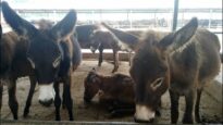 Donkeys Abused and Slaughtered for Chinese 'Medicine' Gelatin Myth